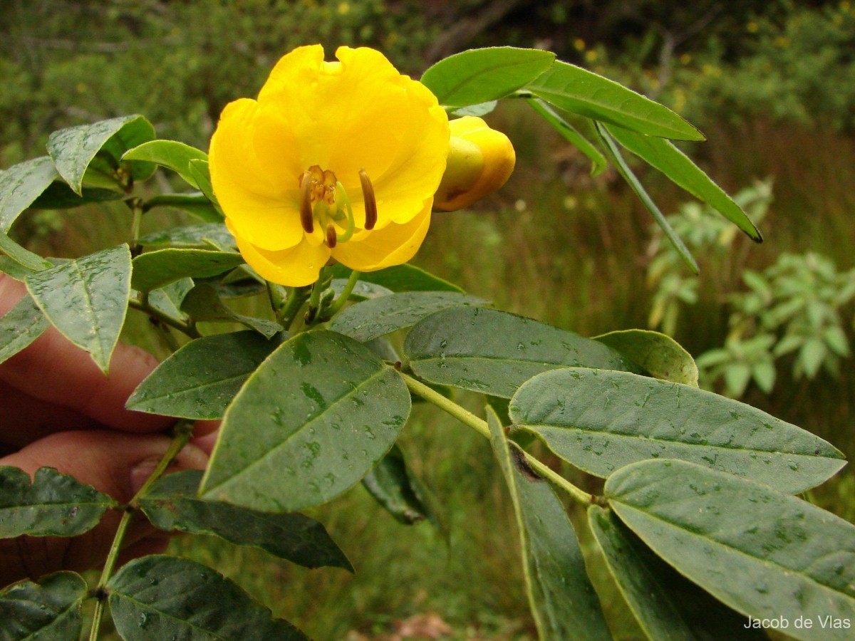 Senna septemtrionalis (Viv.) H.S.Irwin & Barneby